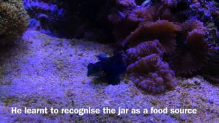 Mandarin fish feeding on frozen food Synchiropus splendidus [upl. by Senskell]