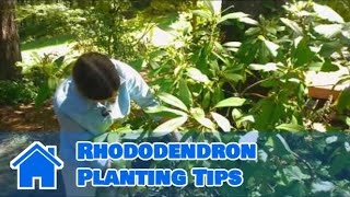 Maintaining amp Pruning Shrubs  Rhododendron Planting Tips [upl. by Egin334]