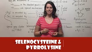 Selenocysteine and Pyrrolysine [upl. by Salazar]