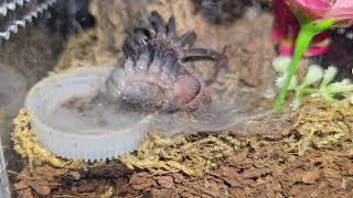 sazimai molting tarantula tarantulamolt [upl. by Rivy631]