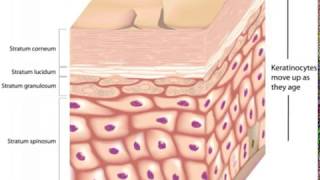 What is the Stratum Lucidum [upl. by Nnylyaj]