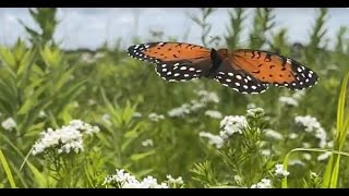 Regal fritillary female feeding [upl. by Roehm]