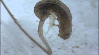 Rat Tailed Maggot with Parasite [upl. by Bernita679]