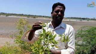 மாயாஜாலம் செய்யும் மூலிகை  virali leaves benefits  இயற்கை வாழ்வியல் ஆலோசகர் [upl. by Aholah646]