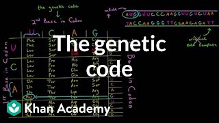 The genetic code [upl. by Yeslaehc]