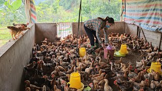 400 chickens grow so fast Build a larger chicken coop to raise chickens  Ep 216 [upl. by Roehm]