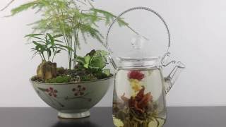 Chinese Blooming Tea Flower Unfurling in Blooming Teapot [upl. by Marga]