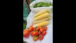 ALLOTMENT HARVEST SEPTEMBER  ALLOTMENT GARDENING UK [upl. by Eudoxia262]