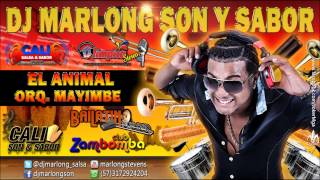 El Animal  Orq Mayimbe  Dj Marlong Son y Sabor 2015 [upl. by Slemmer]