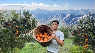 Harvest oranges in mountains go sell market buying rice to make cakes Tet 2 Years Alone in Forest [upl. by Odnam]