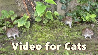 Cat TV Mice  Garden Mouse Adventure  Mice for Cats to Watch [upl. by Dnalerb740]