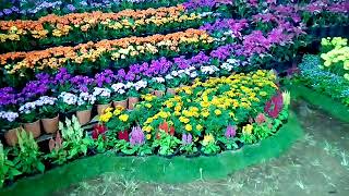 Pushpolsavam  2020 by Horticultural Society Thrissur [upl. by Aiciruam]