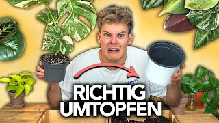 PFLANZEN UMTOPFEN  So gehts richtig  Joeys Jungle Plants [upl. by Albers]