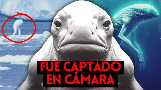 El MONSTRUO GIGANTE del Océano  NINGEN captado en camara  🔦 Criptozoologia [upl. by Coriss256]