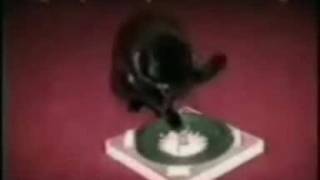 Gatos Divertidos Los mejores bloopers [upl. by Eusadnilem]