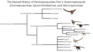 Derived Dromaeosaurs Eudromaeosaurs  The Natural History of Life [upl. by Delbert]