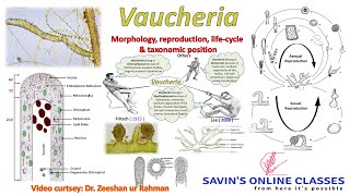 Vaucheria structure Reproduction Life cycle taxonomic position with slide preparation Live Class [upl. by Elery984]