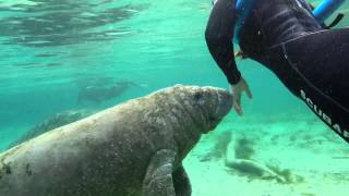 Very Cute Baby Manatee  Crystal River Florida [upl. by Chesney]