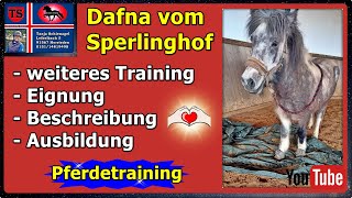 Dafna Islandpferd Isländer Stute Kinder Freizeit Gelände Therapie Tanja Schienagel Training [upl. by Danialah693]