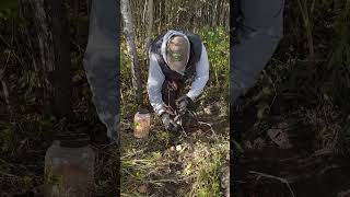 Trapping raccoons with dog proof traps [upl. by Anahtor]