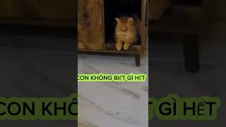 LÀM NGƠ HAY THẬT 😬trending shortvideo funny petscute cat catlover [upl. by Selene]