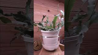 bottom watering plants 5 hours in 7 seconds timelapse indoorplants bottomwatering [upl. by Ealasaid]