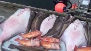 Halibut fishing 182lbs Vancouver Island Winter Harbour BC [upl. by Gurango]