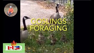 GEESE WITH GOSLINGS FORAGING IN THE PARK [upl. by Salta]