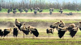 White Stork amazing Migration اللقلق الأبيض חסידה לבנה シュバシコ bílý čáp bocian biały ウ सफेद सारस [upl. by Otrebogir304]