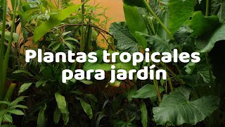 Platas tropicales l plantas ideales para hacer un jardín tropical en casa [upl. by Annaoy720]