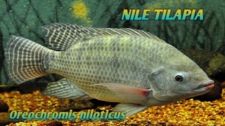 Nile Tilapia Oreochromis niloticus [upl. by Jacinda818]