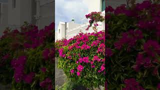 Lanzarote  Hyde Park Lane Villas 🌺 shorts travel paradise canaryislands lanzarote [upl. by Beora]