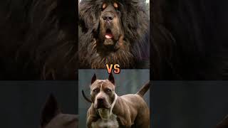 pitbullmastiffdobermancane corso fight [upl. by Lacee]