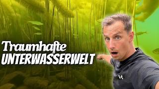 Epische Unterwasserwelt Fische hautnah im deutschen See [upl. by Moersch]