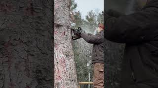 STIHL 500i in action stihl chainsaw logging woodworking tree felling carving fyp shorts [upl. by Worthington]