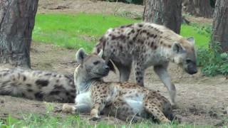 Safaripark Beekse Bergen FULL TOUR [upl. by Gnut]