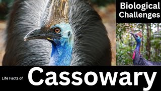 Cassowary [upl. by Aerdnaeel836]