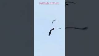 EAGLE ATTACK wildlife eglelife subscribemychenal wildbird [upl. by Ybbob659]