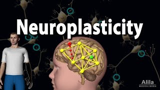 Neuroplasticity Animation [upl. by Gen]