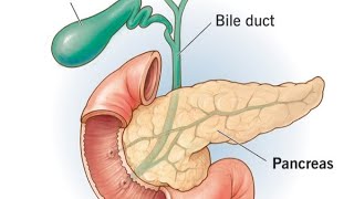 Pancreas detail lectures  Biology  biology neet aaims pharmcist anatomy neet ncert [upl. by Kaleena]