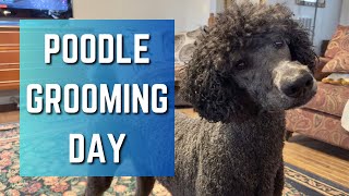 Poodle Grooming Day [upl. by Ellecrad]