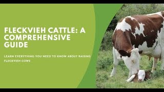 Fleckvieh Cattle A Comprehensive Guide for Farmers [upl. by Acirrej]