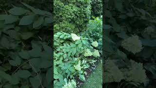 Labor Day 2024 Sideyard Panicle Hydrangeas shortsvideo shorts [upl. by Warenne]