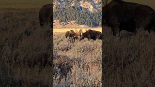 Grand Teton moose wildlife natgeo wildlife moose Wyoming nature [upl. by Nnaitak]