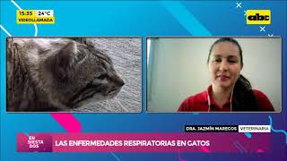 Las enfermedades respiratorios en gatos [upl. by Alyaj]