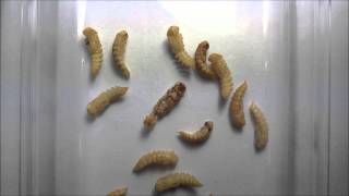 Time lapse of mealworm becoming a darkling beetle Full HD [upl. by Cynthea]