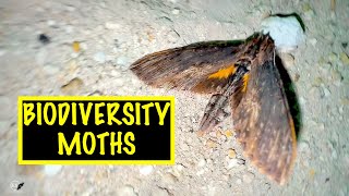 BIODIVERSITY FLORIDA KEYS MOTHS MOTHS MOTHS [upl. by Frederiksen]