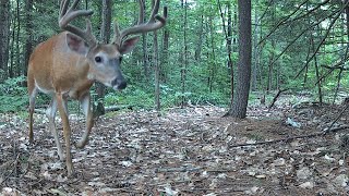 Trail Cam Videos12 Months in the Wild [upl. by Parrisch]