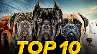 Top 10 Best Mastiff Dog Breeds  Fully Explained [upl. by Elisabetta317]