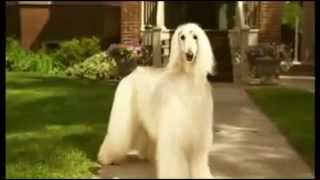 The Afghan Hound Oyster  Levriero Afgano Oyster Spot TV [upl. by Hudnut]